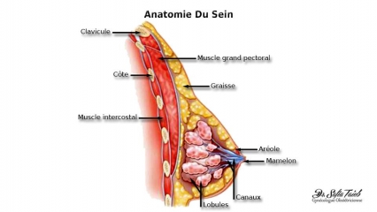 Anatomie Du Sein Anatomie Du Sein