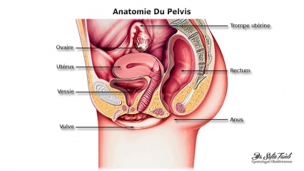 Anatomie Du Pelvis Anatomie Du Pelvis