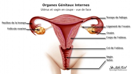Organes Génitaux Internes Organes Génitaux Internes