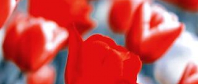 Chirurgie Intime Chirurgie Intime