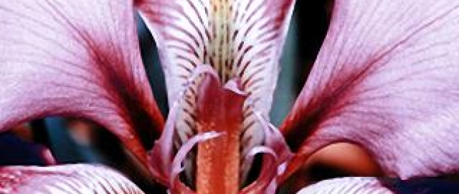 Labioplastie Labioplastie