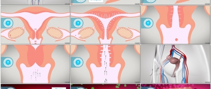 Le Cycle Ovarien Le.cycle .ovarien